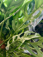 Monstera Adansonii Indonesian Marble fi17