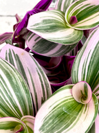 Tradescantia Albiflora 'Nanouk' fi12