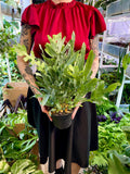 Phlebodium Blue Star plava paprat fi14