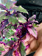 Gynura Purple Passion variegata fi7