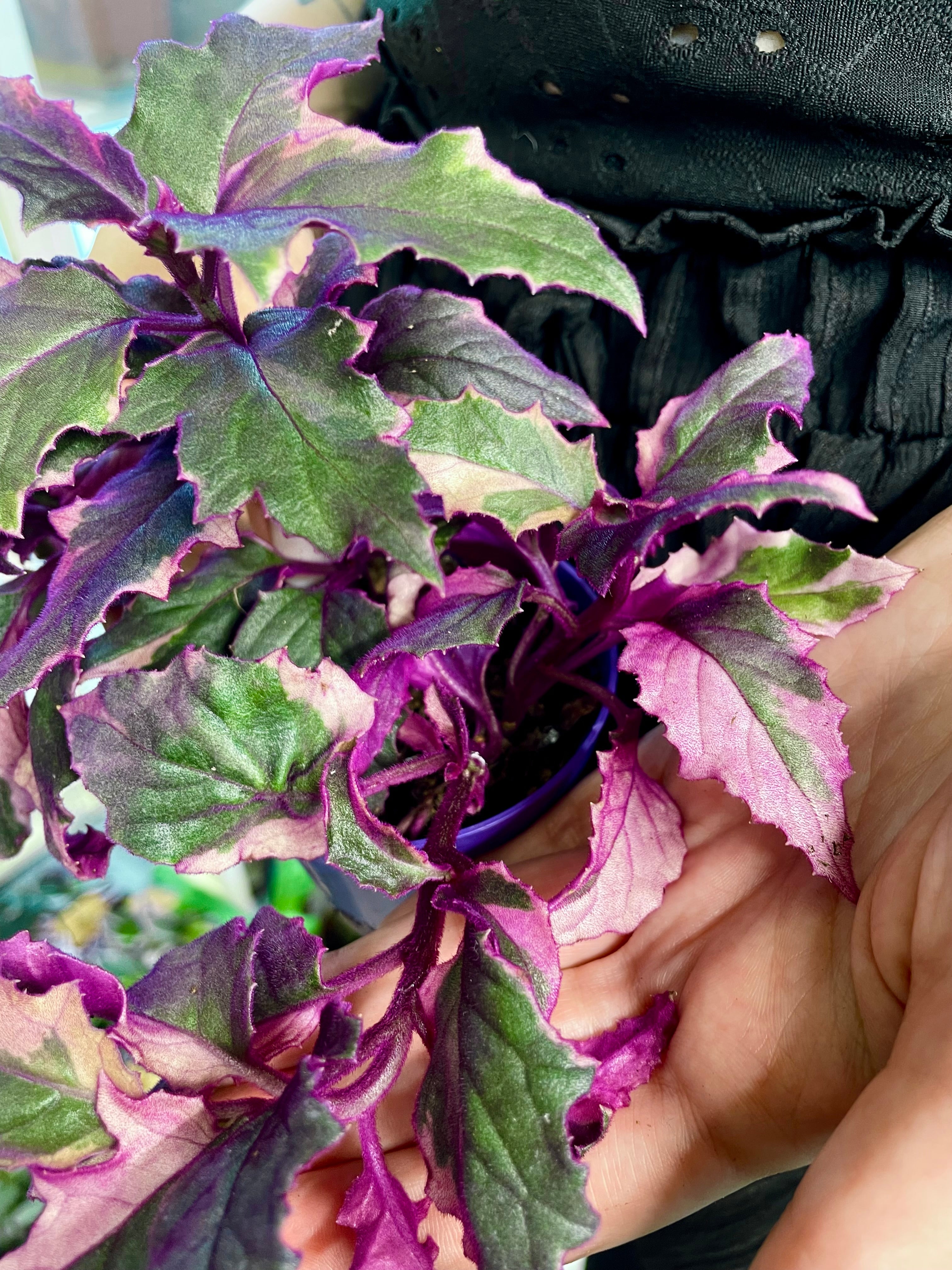 Gynura Purple Passion variegata fi7