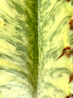 Euphorbia Ingens Variegata Marmorata fi17