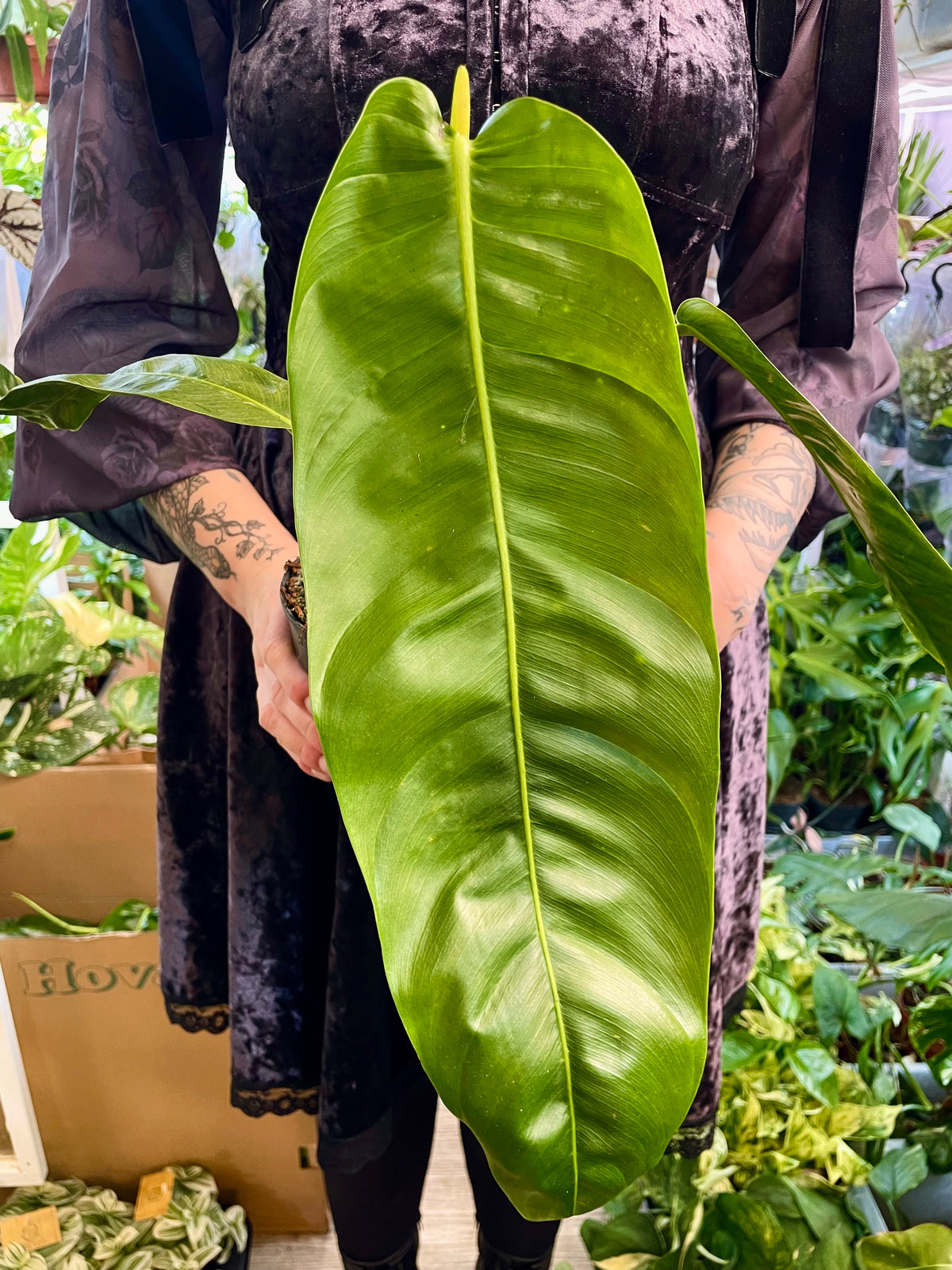 Philodendron Patriciae fi14