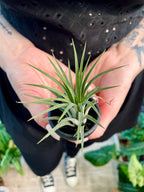 Tillandisia Terracotta black zracna biljka