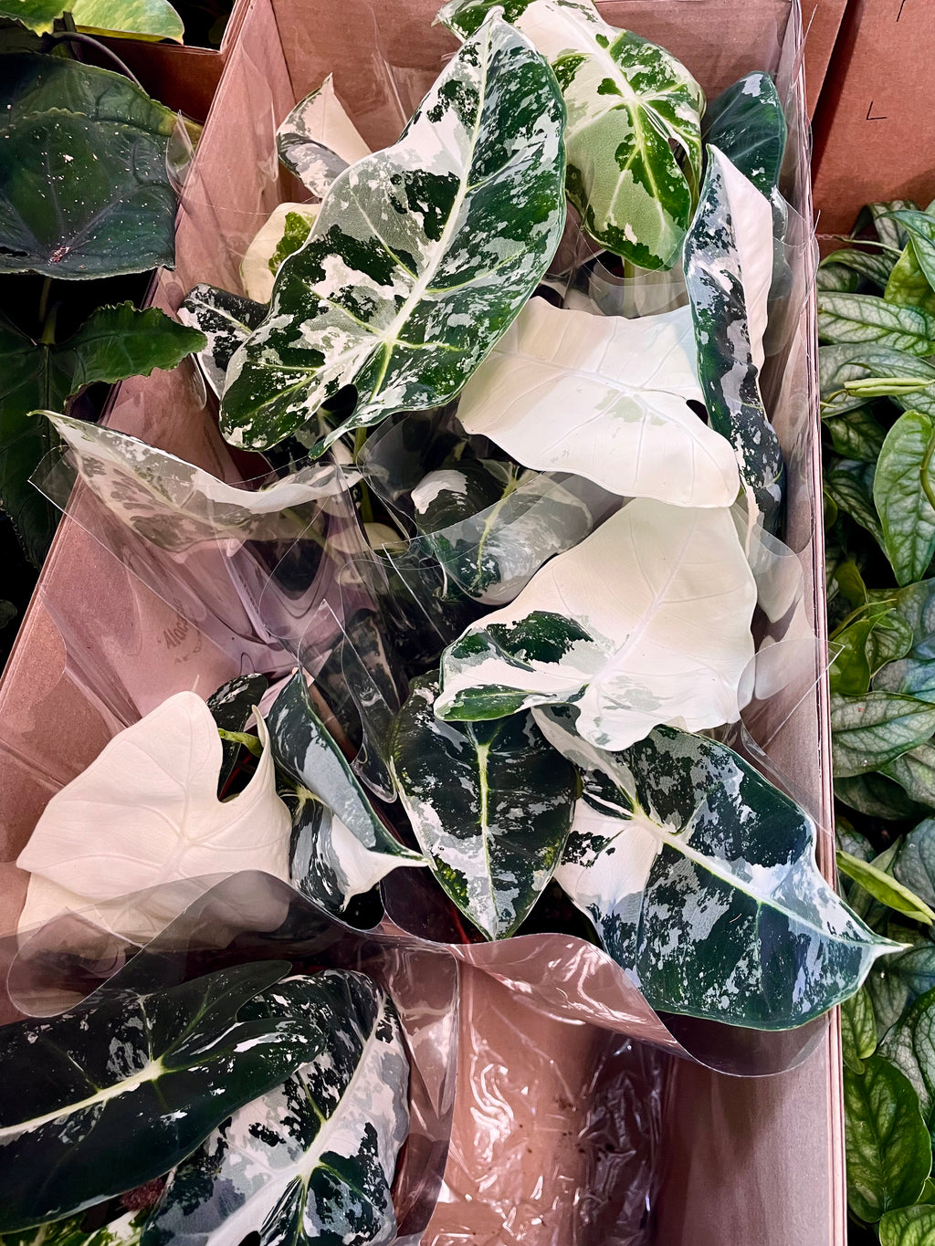 Alocasia Frydek Variegata fi12