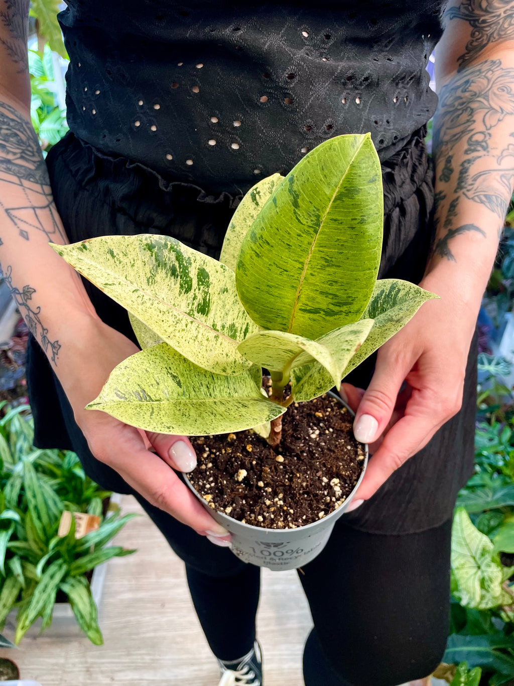 Ficus Elastica Shivereana fi12