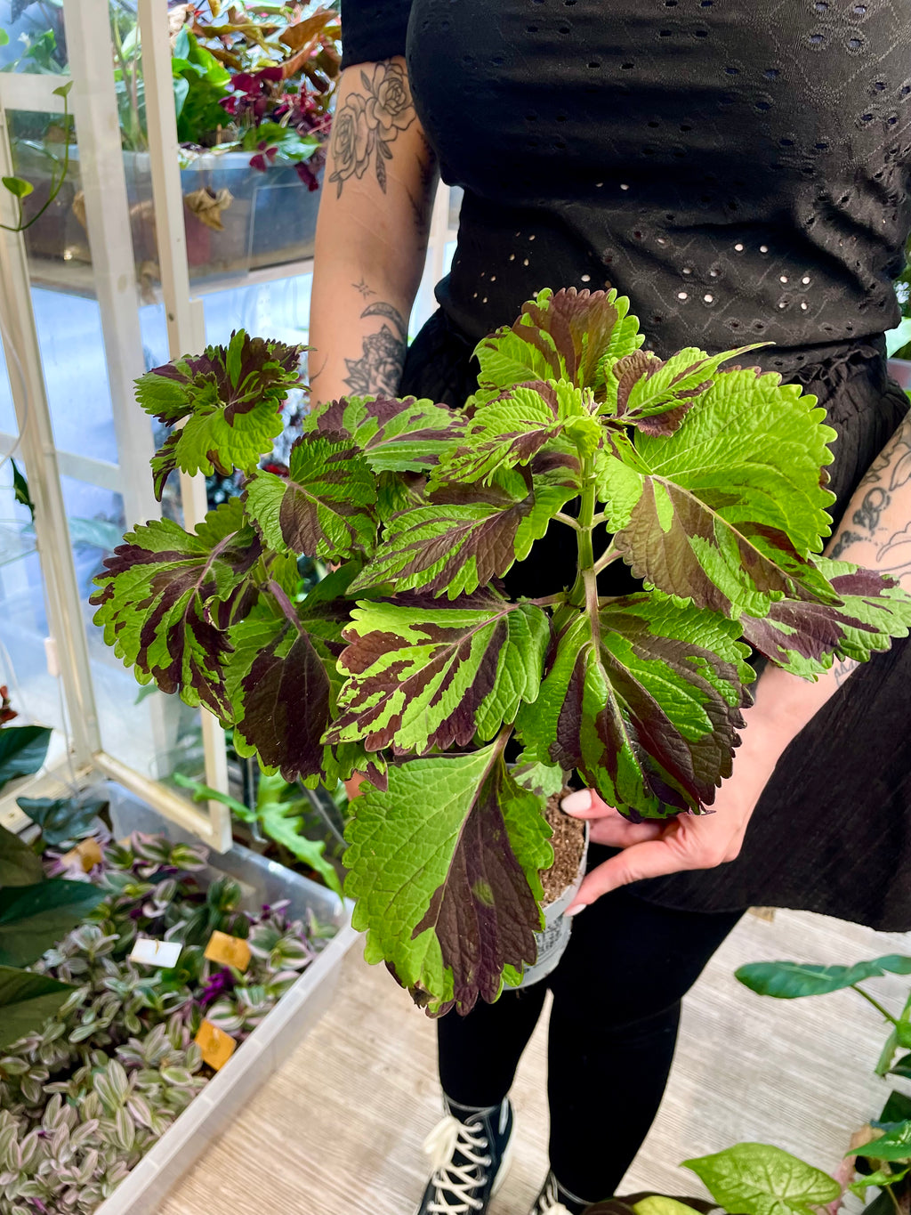 Coleus 'Green Lolite'