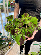 Coleus 'Green Lolite'
