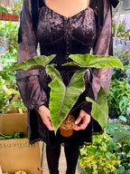 Alocasia Olanii fi8