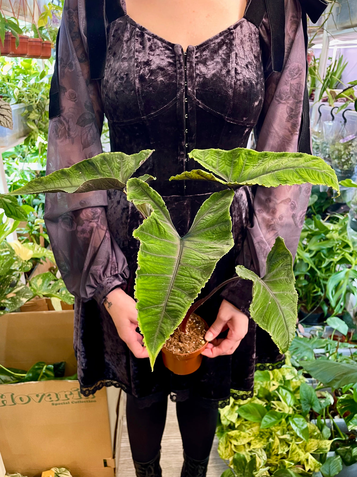 Alocasia Olanii fi8