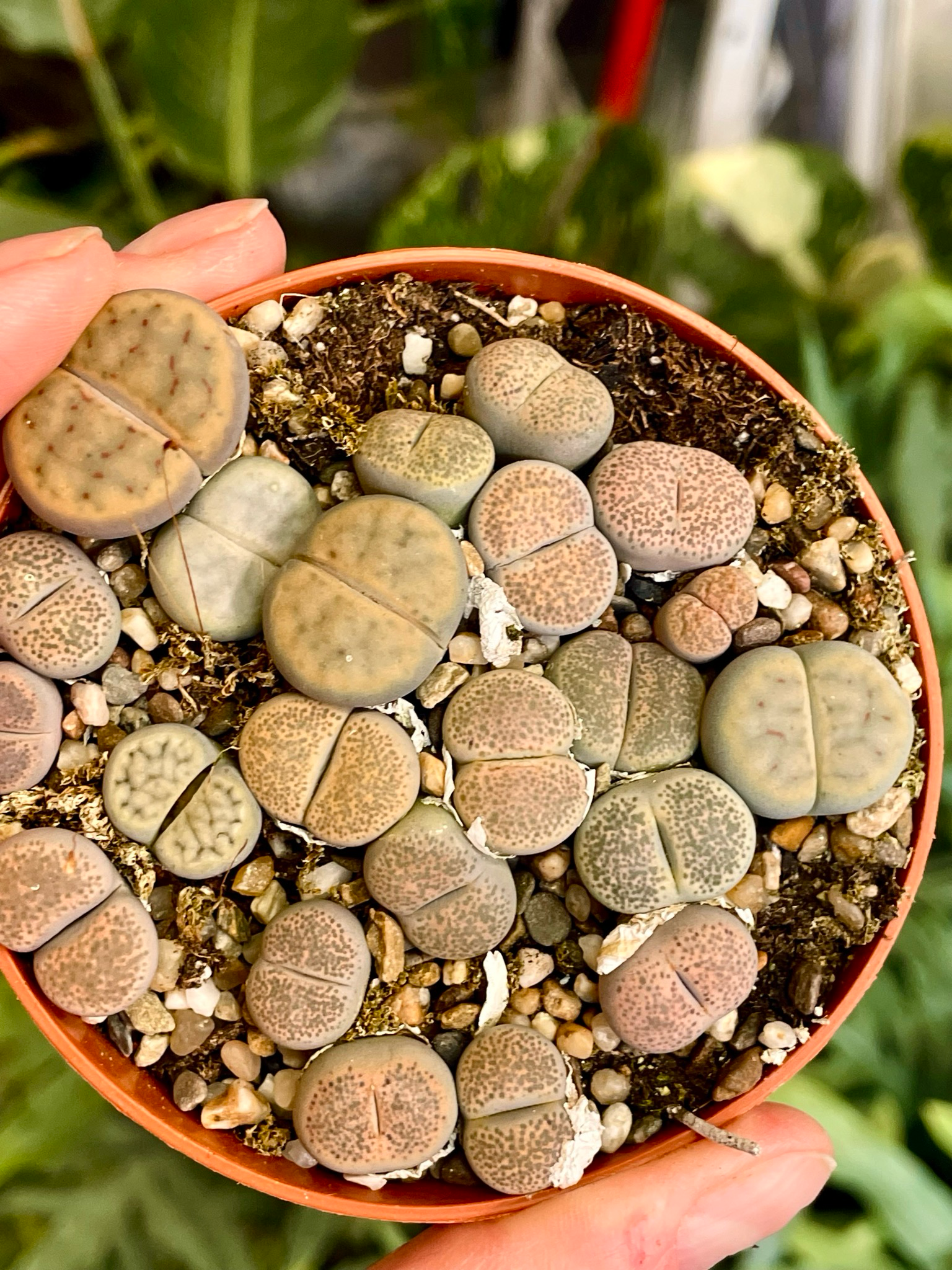 Lithops sukulent živi kamen