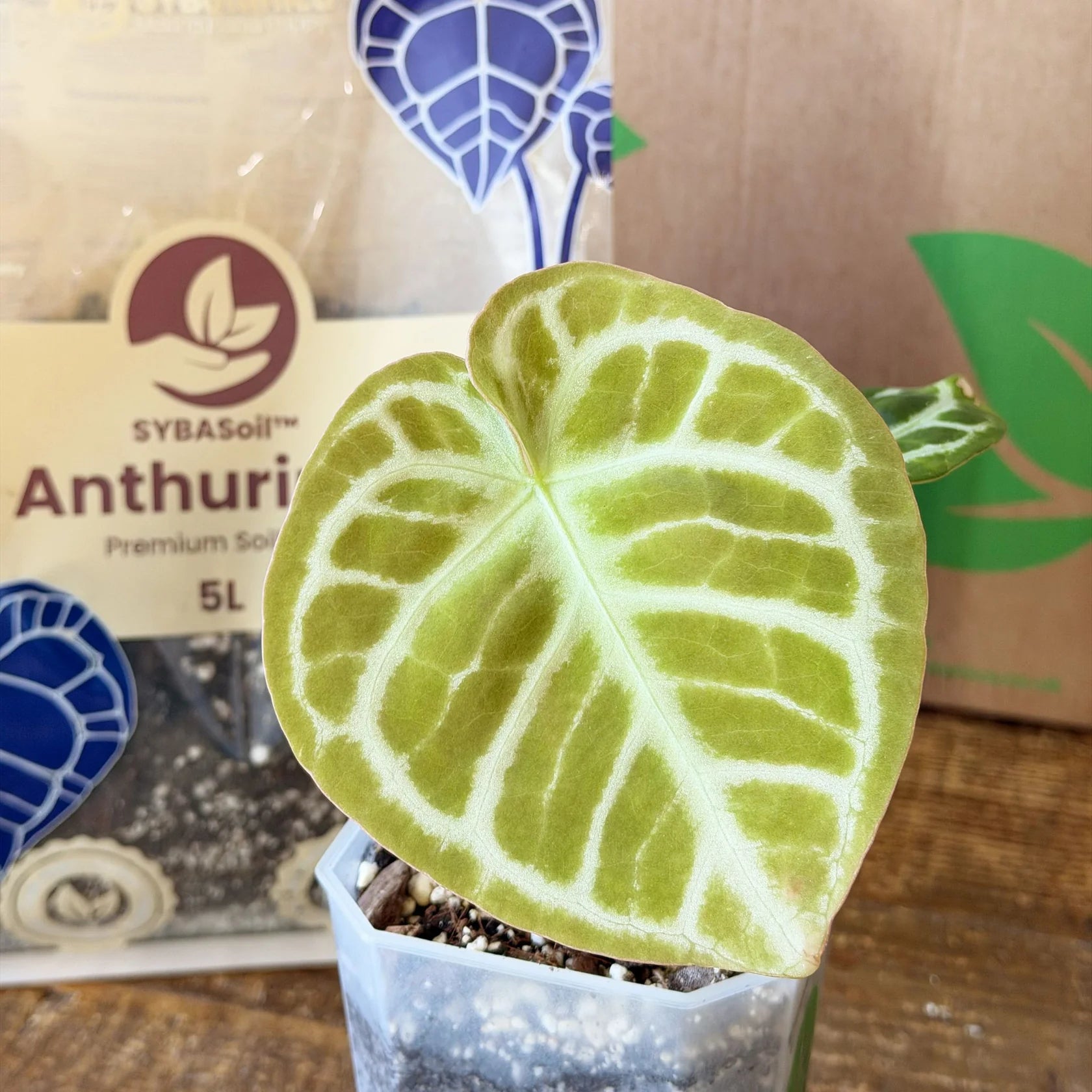 Supstrat SYBASoil Anthurium Mix 5L - Premium mješavina zemlje za Anthuriume