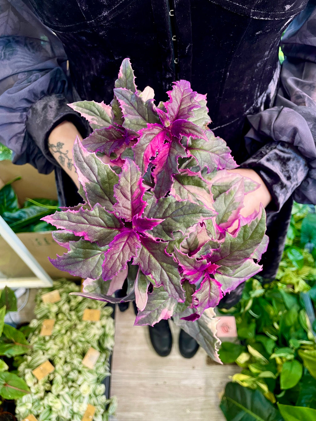 Gynura Aurantiaca 'Purple Passion' variegata fi12
