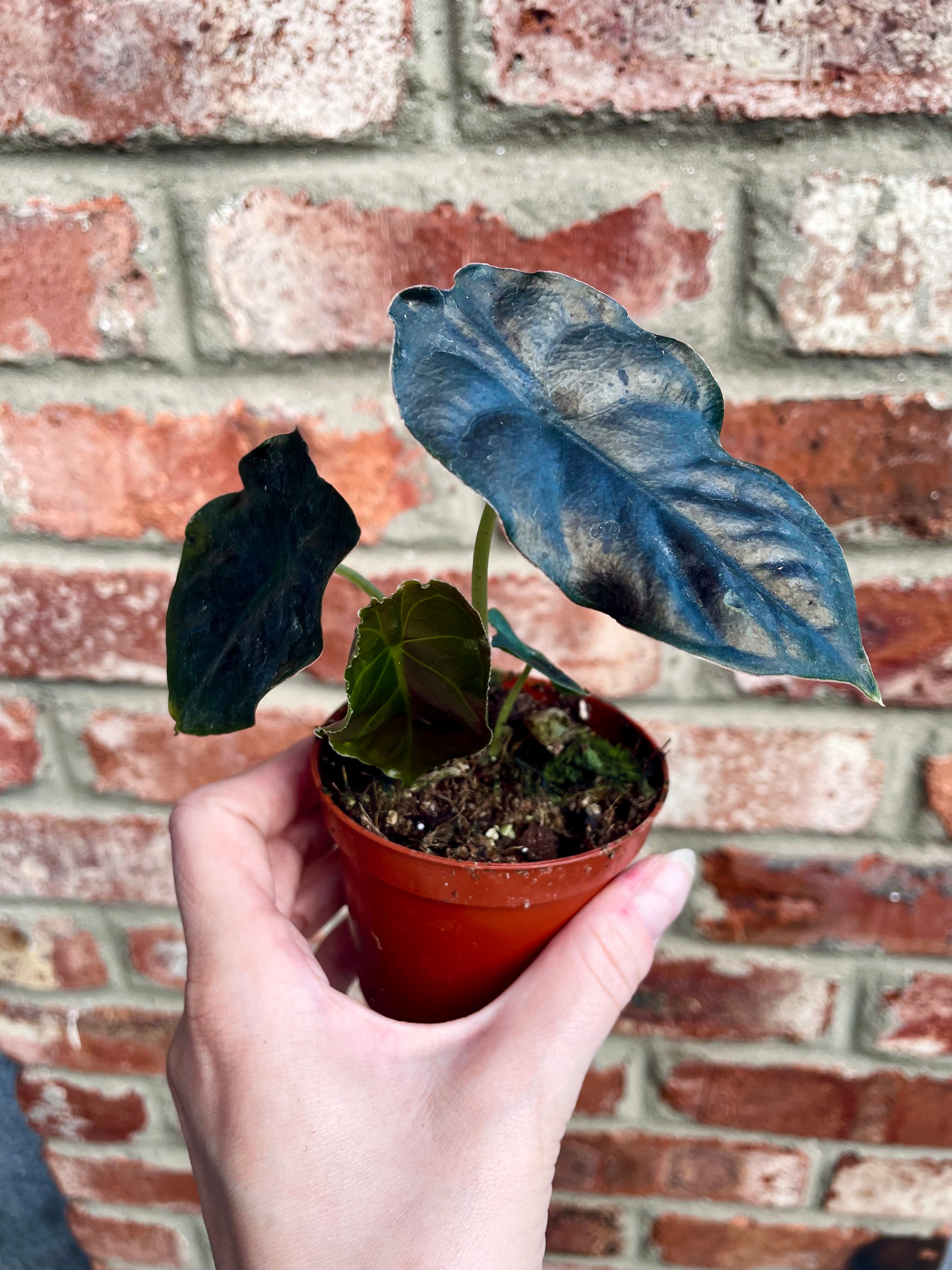 Alocasia Black Magic fi8