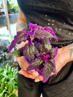 Gynura Purple Passion fi7
