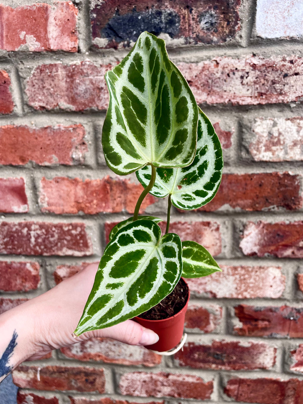 Anthurium Dorayaki fi7