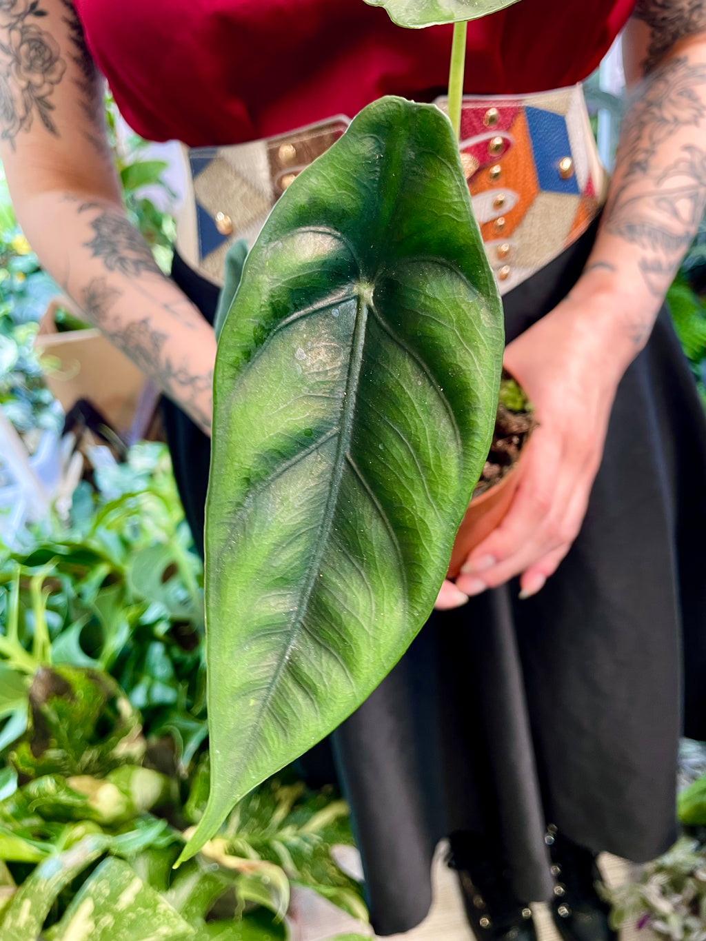 Alocasia Venusta fi10,50