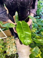 Philodendron Patriciae fi14