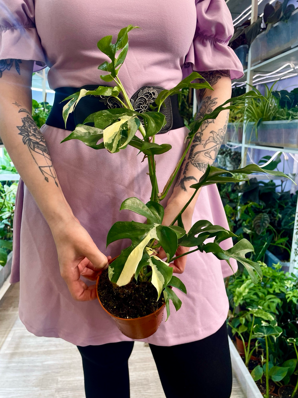Rhaphidophora Tetrasperma variegata fi12