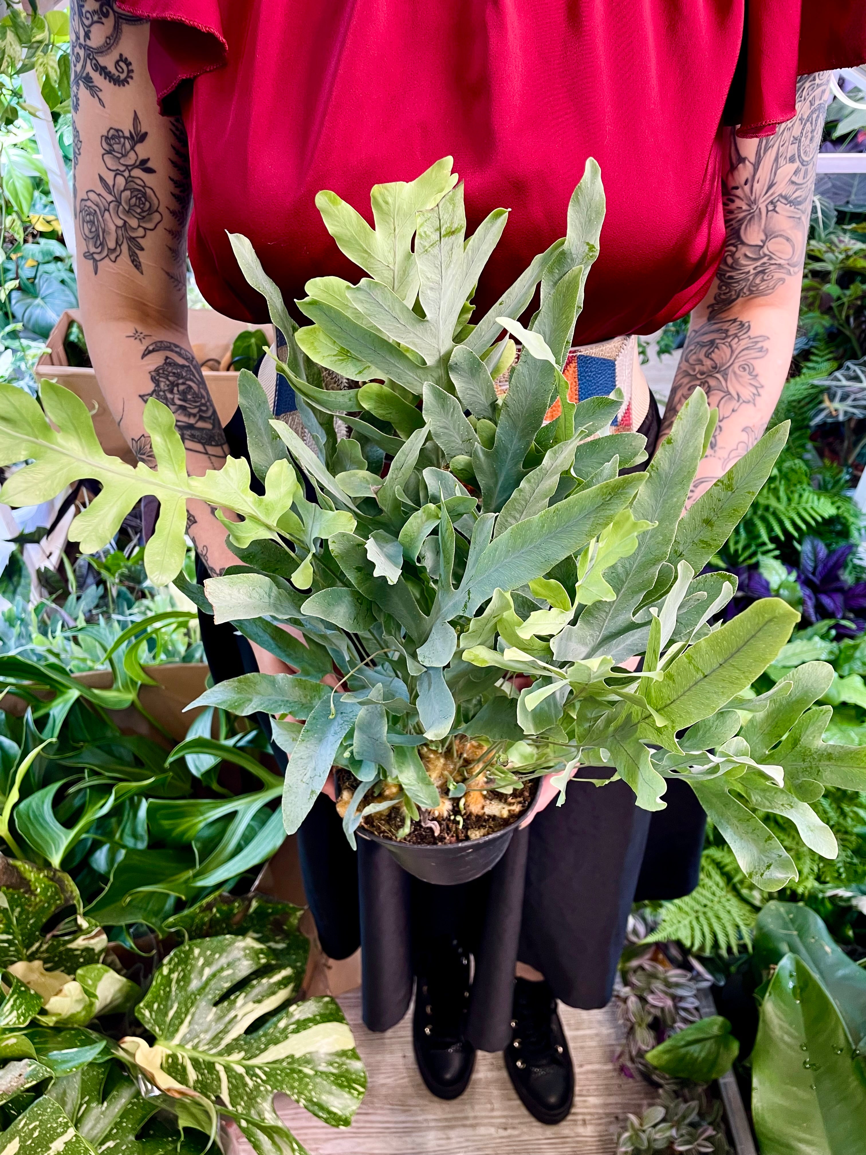 Phlebodium Blue Star plava paprat fi14
