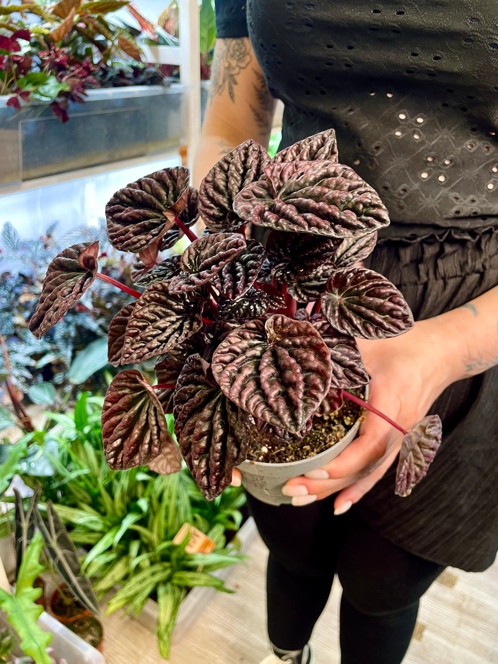 Peperomia Red Luna fi12