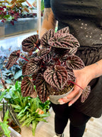 Peperomia Red Luna fi12