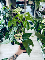 Rhaphidophora Tetrasperma 'Monstera Minima' fi12
