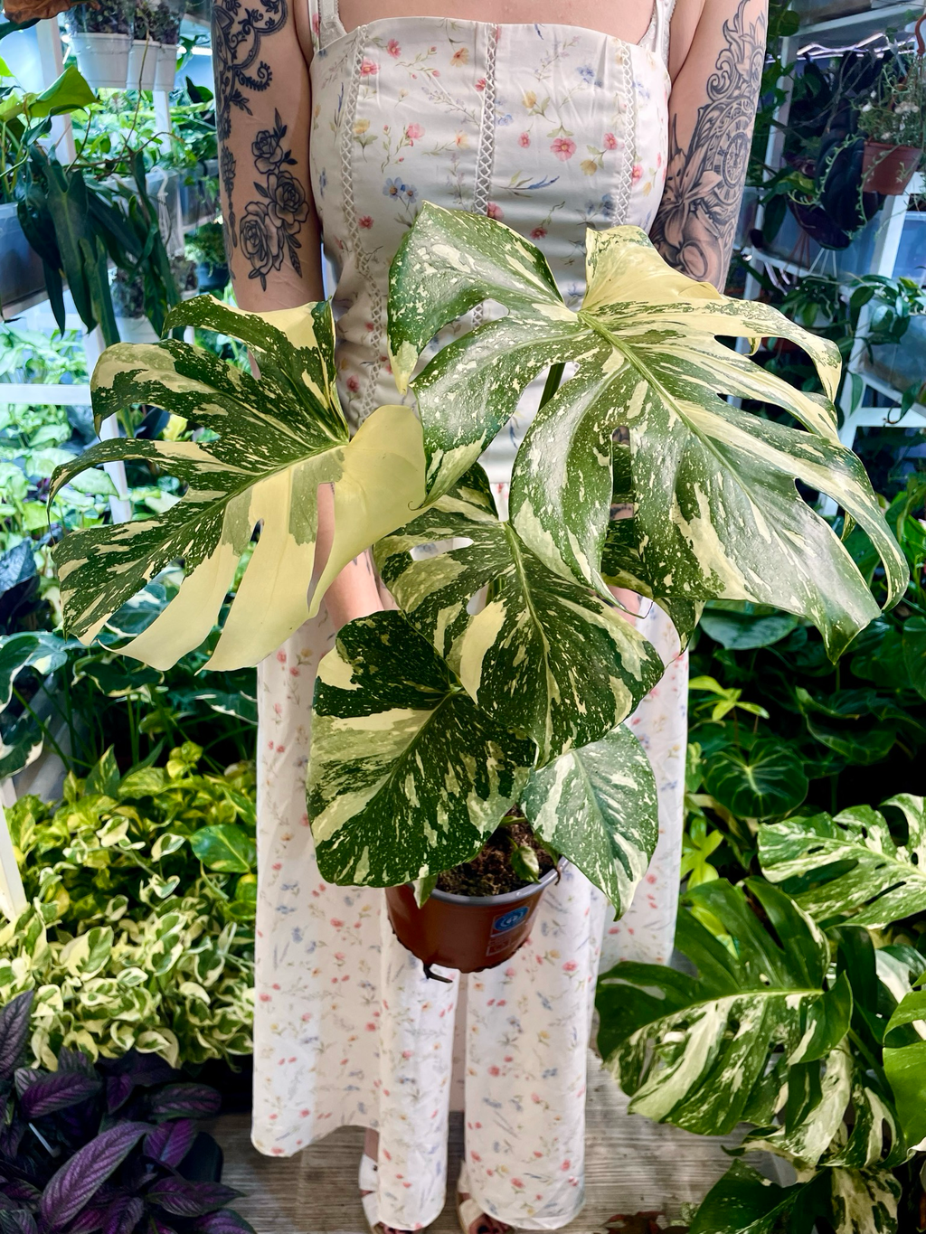 Monstera Thai Constalation fi17