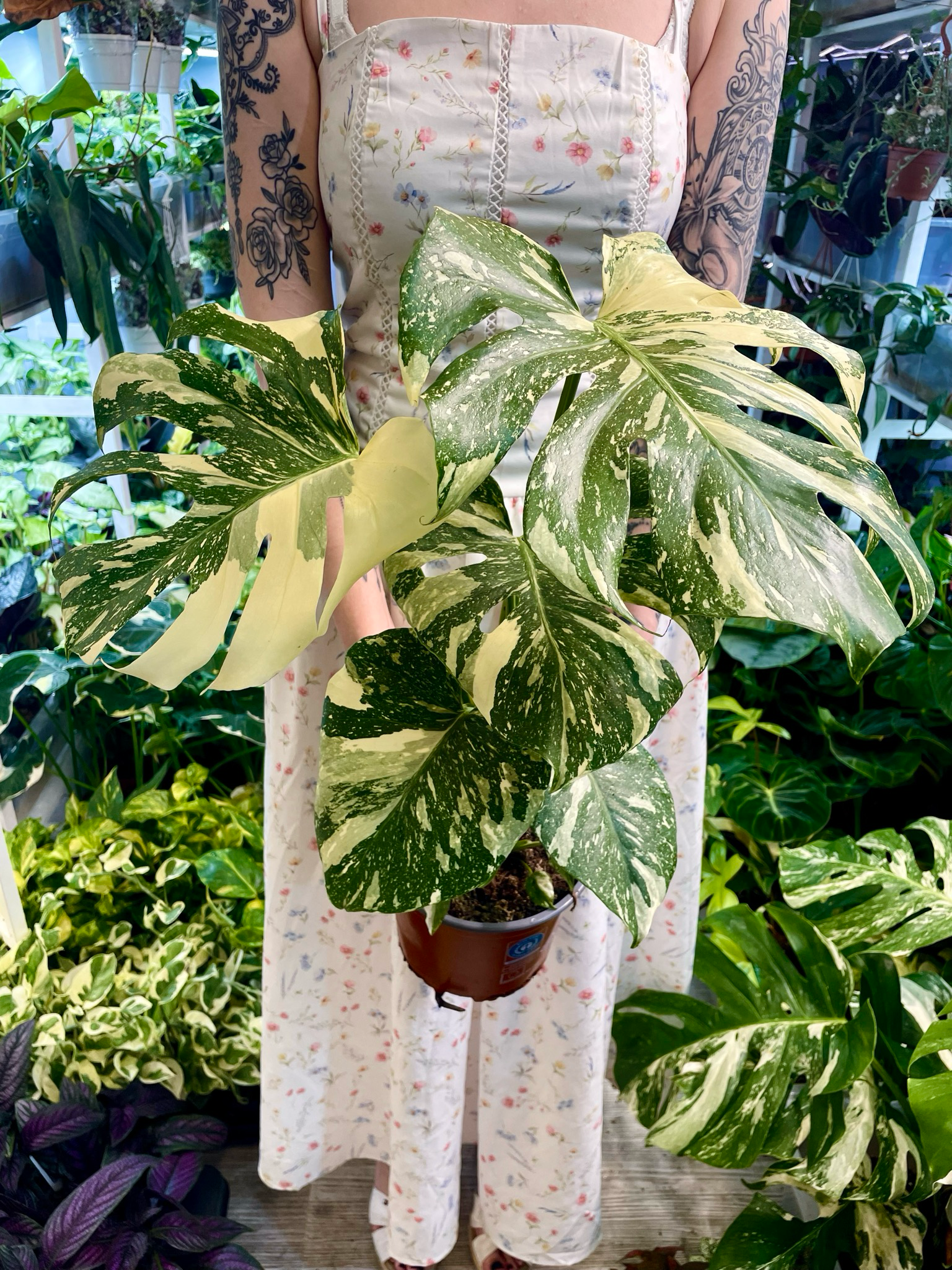 Monstera Thai Constalation fi17