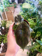 Alocasia Azlanii fi8