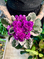 Saintpaulia variegata (variegirana ljubičica) fi12