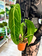 Anthurium Warocqueanum (Queen Anthurium) fi12