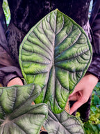 Alocadia Dragon Scale fi14
