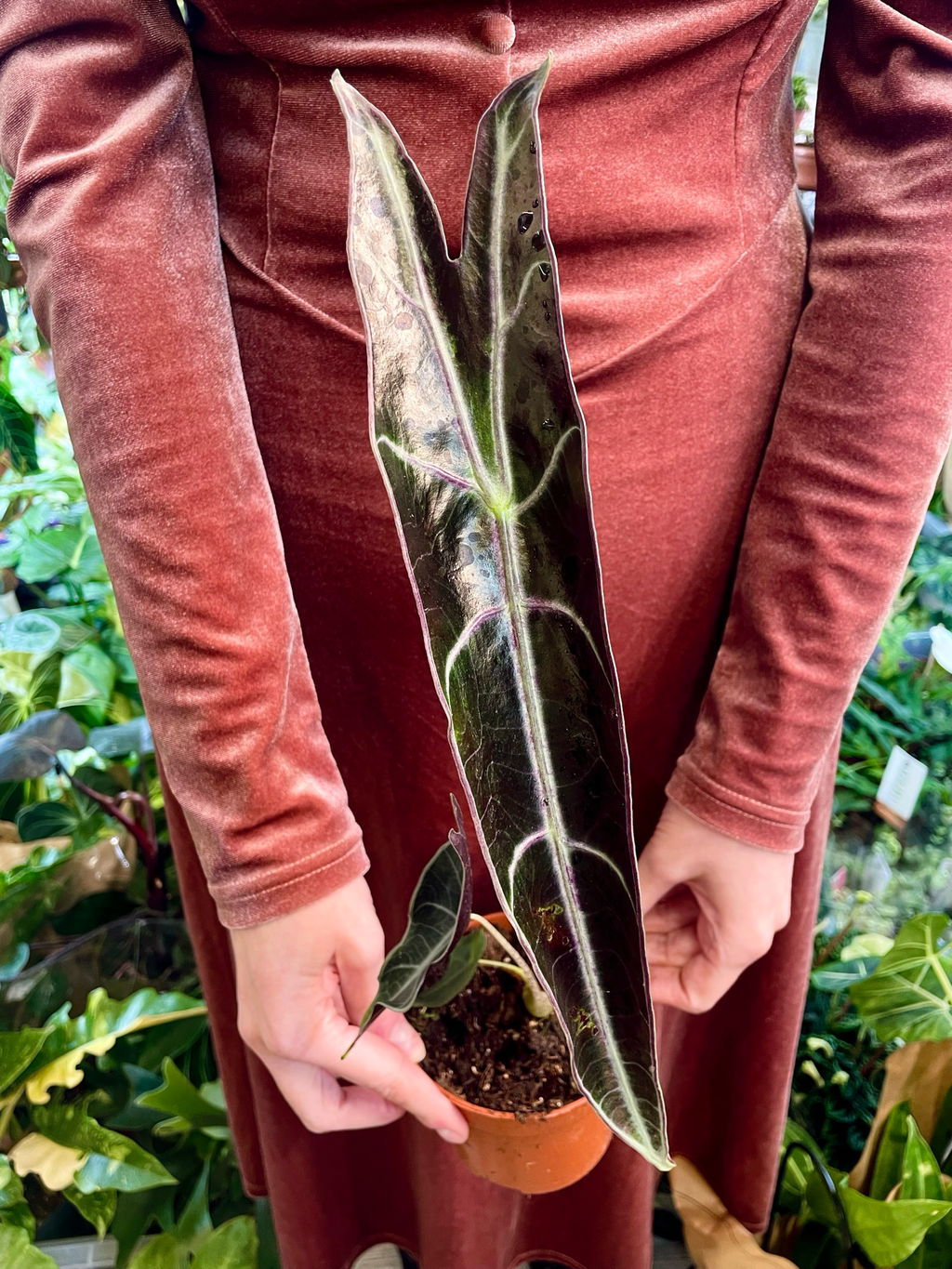 Alocasia Longiloba Purple