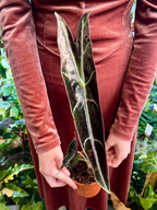 Alocasia Longiloba Purple