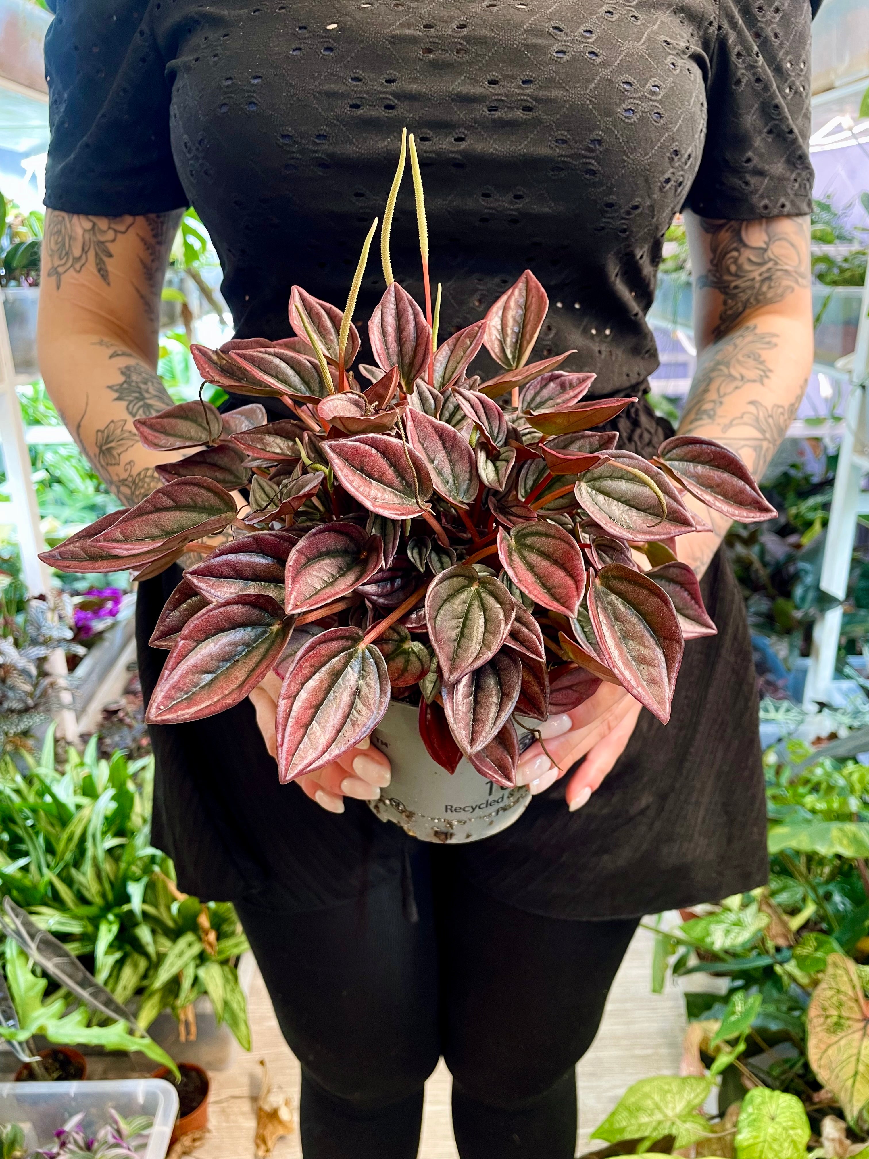 Peperomia Cayenne fi12