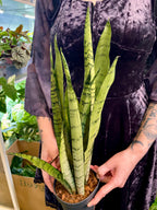 Sansevieria Spermint svekrvin jezik fi12