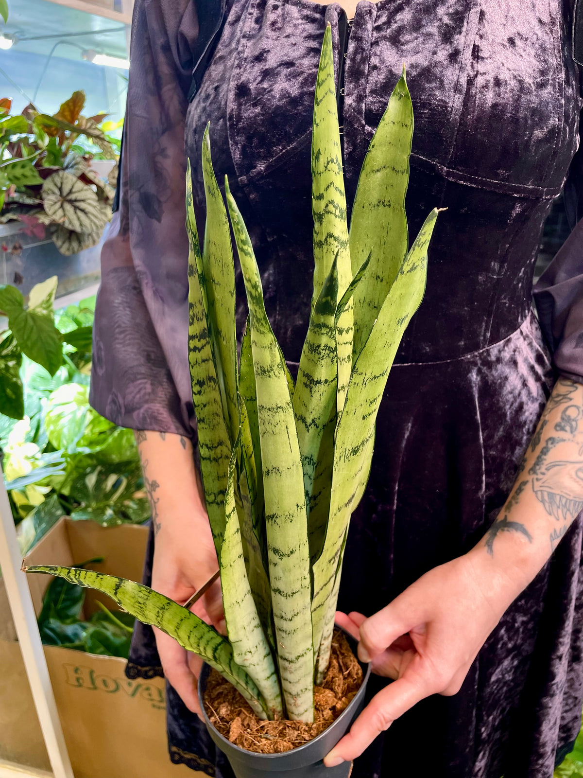 Sansevieria Spermint svekrvin jezik fi12