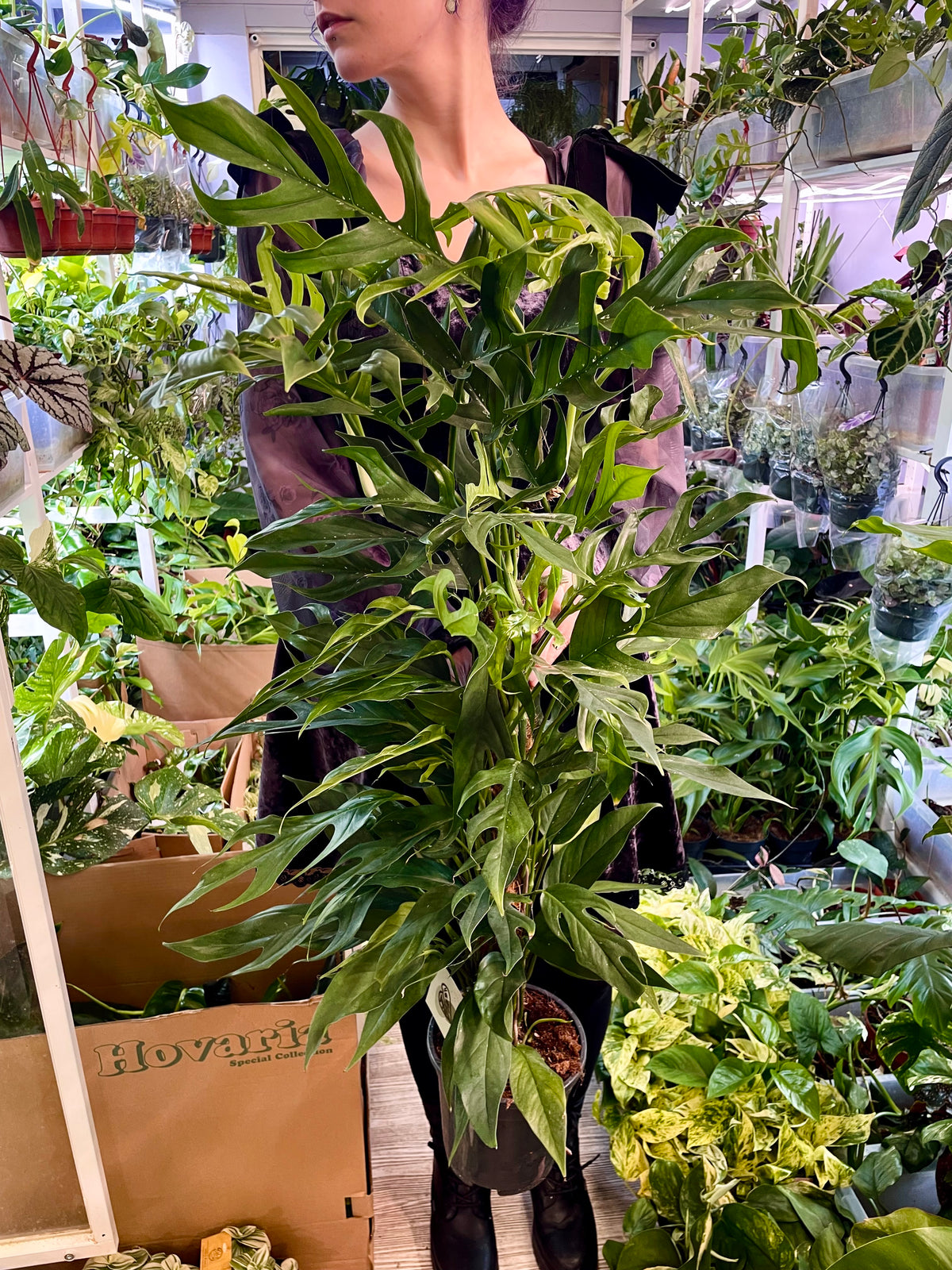 Epipremnum pinnatum Baltic blue kokos pole fi17