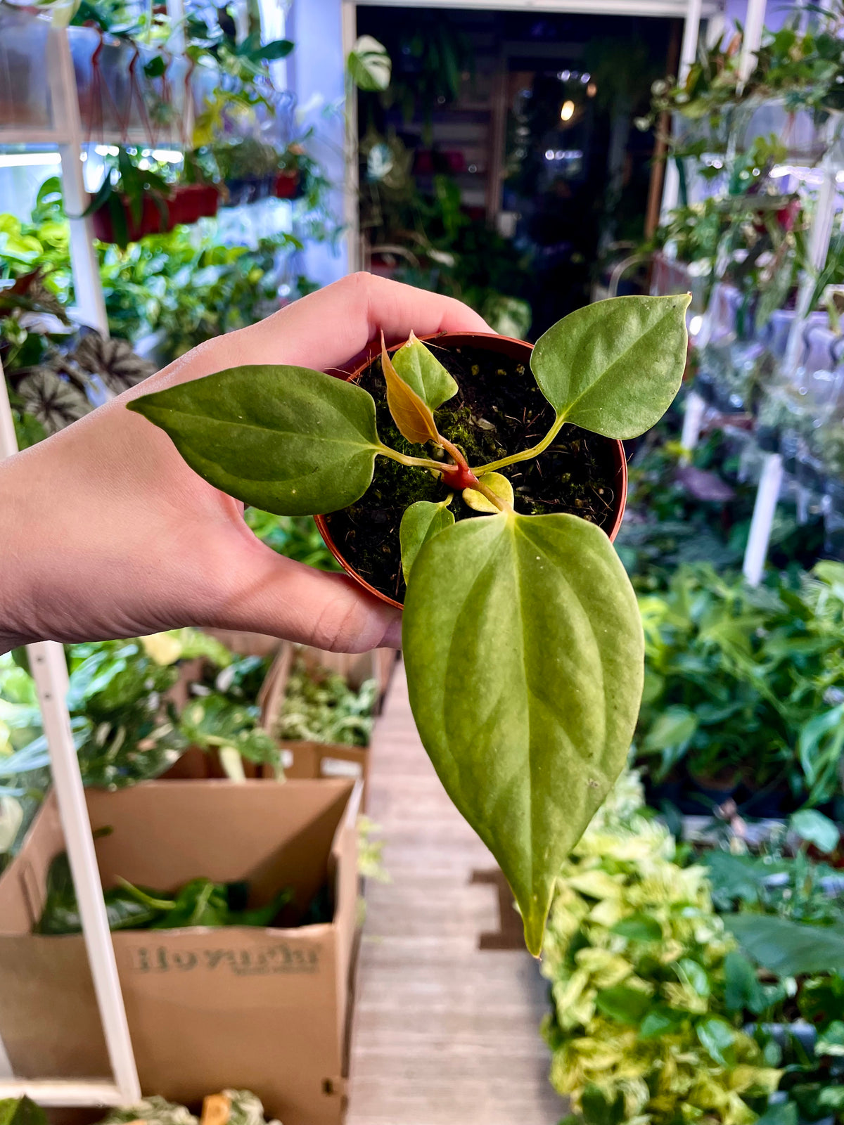 Anthurium Portillae fi8
