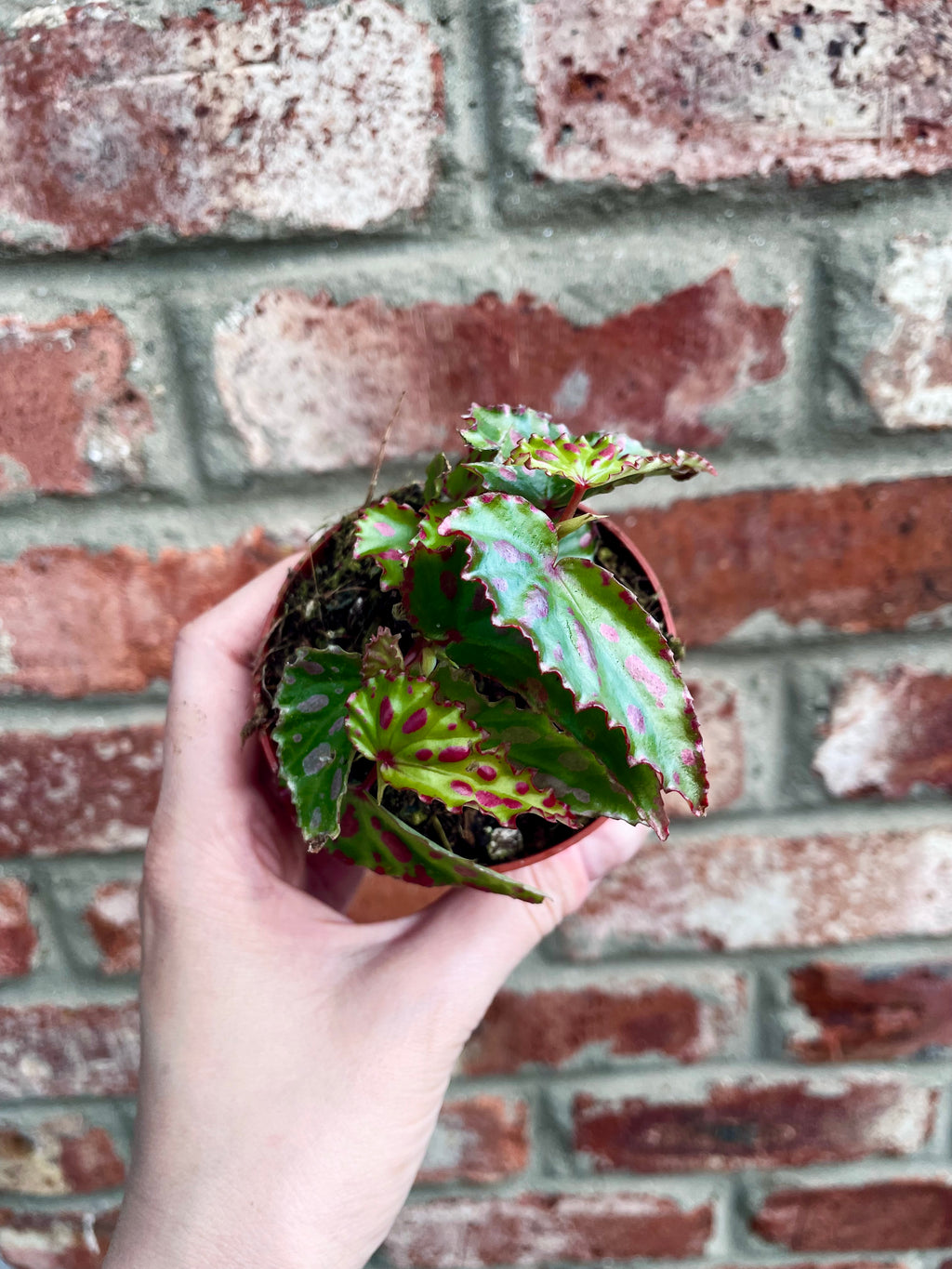 Begonia Pink Dottie fi8