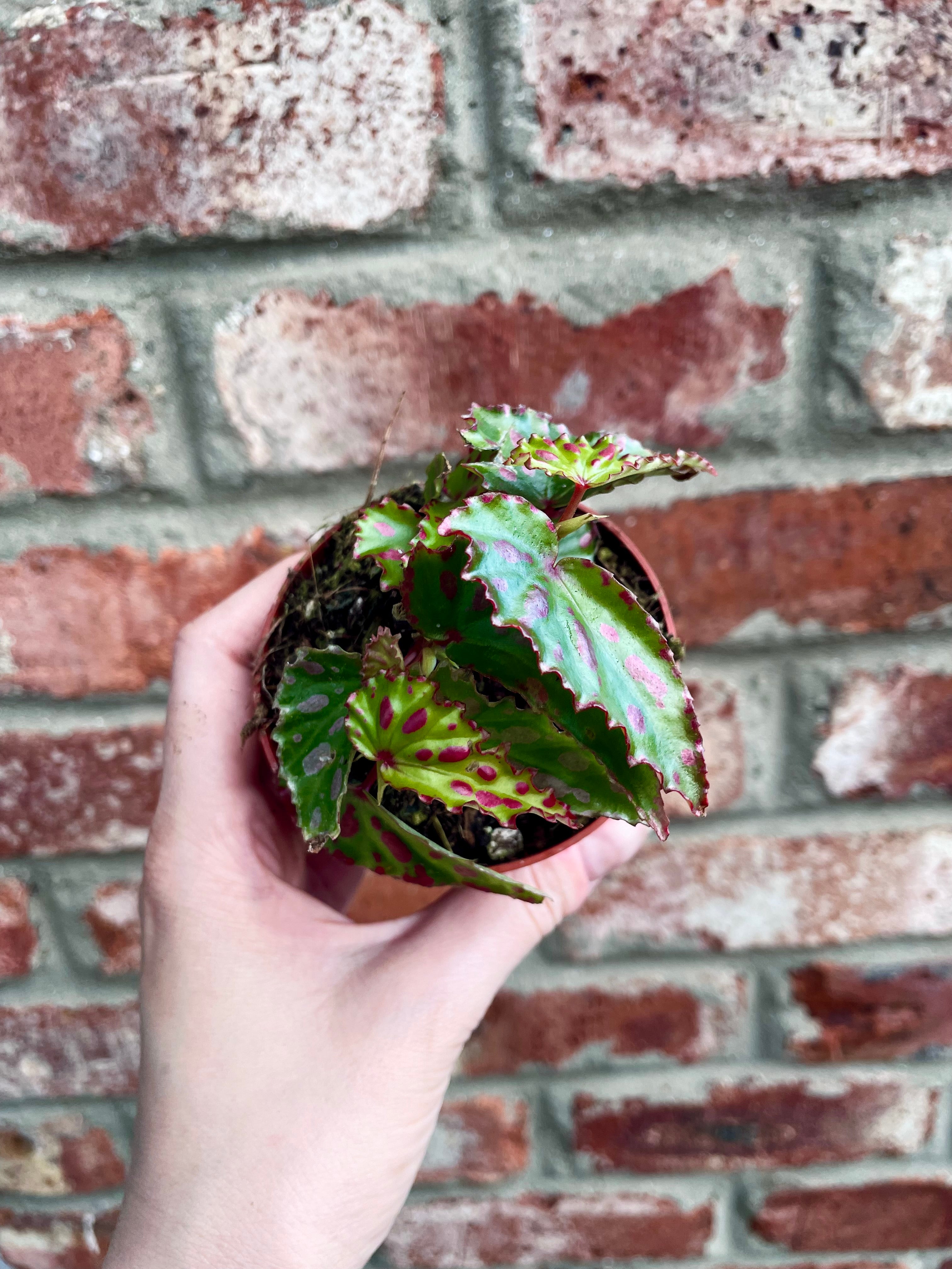 Begonia Pink Dottie fi8