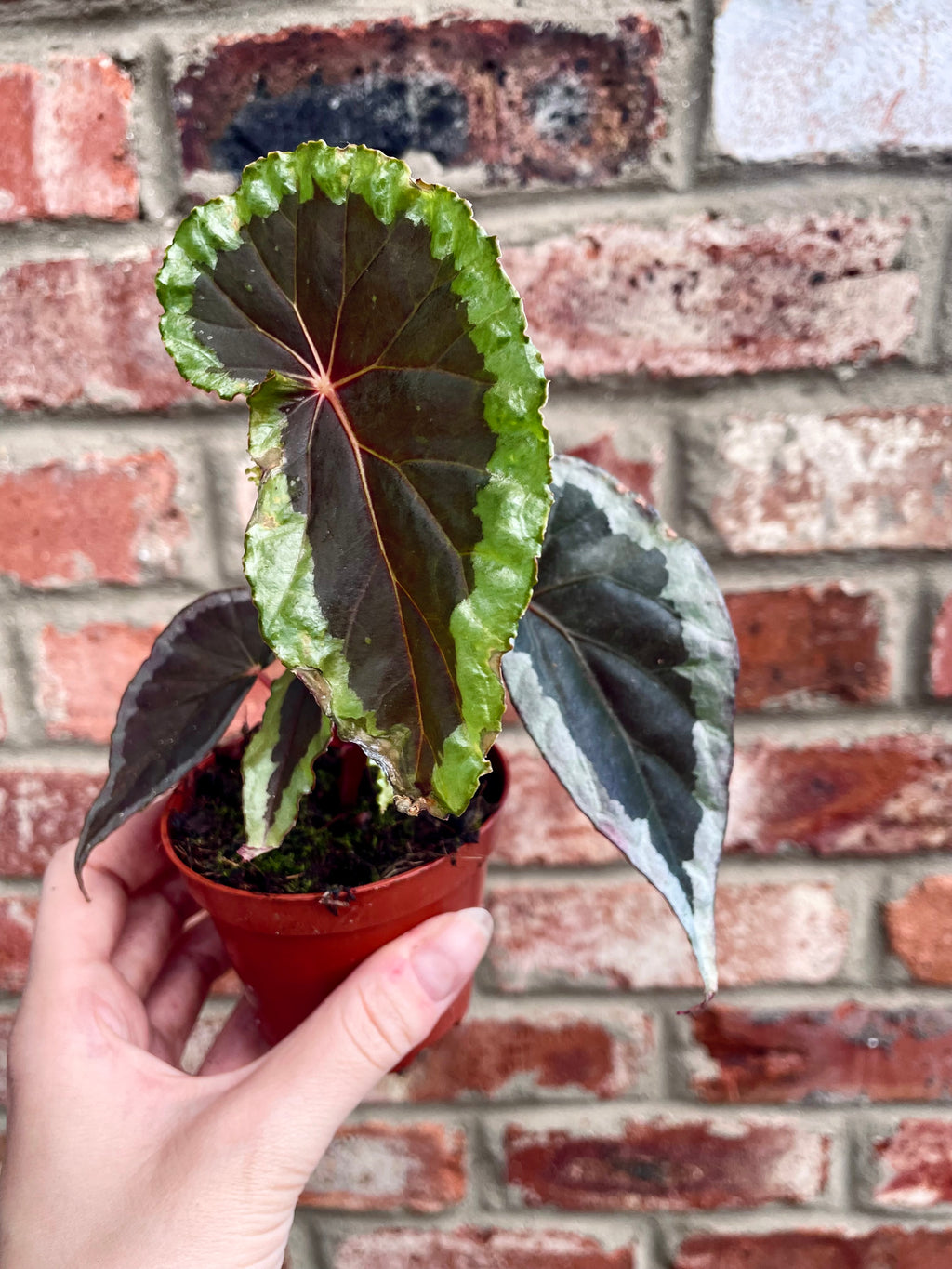 Begonia baramensis fi8