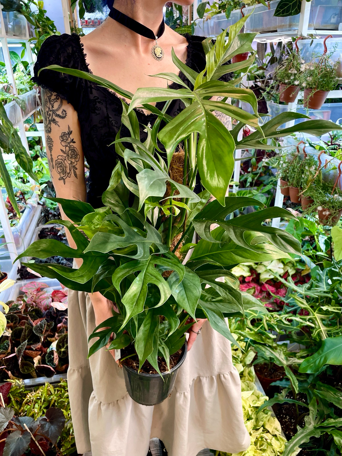 Epipremnum pinnatum Baltic blue kokos pole fi17