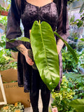 Philodendron Patriciae fi14