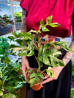 Rhaphidophora Tetrasperma variegata fi12