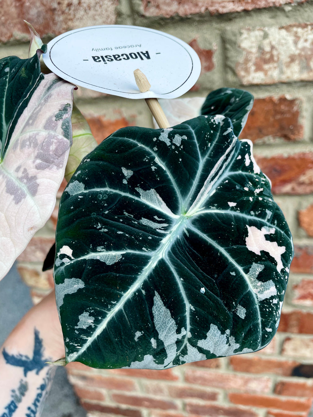 Alocasia Black Velvet Pink Variegata fi12