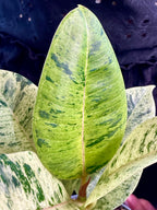 Ficus Elastica Shivereana fi12