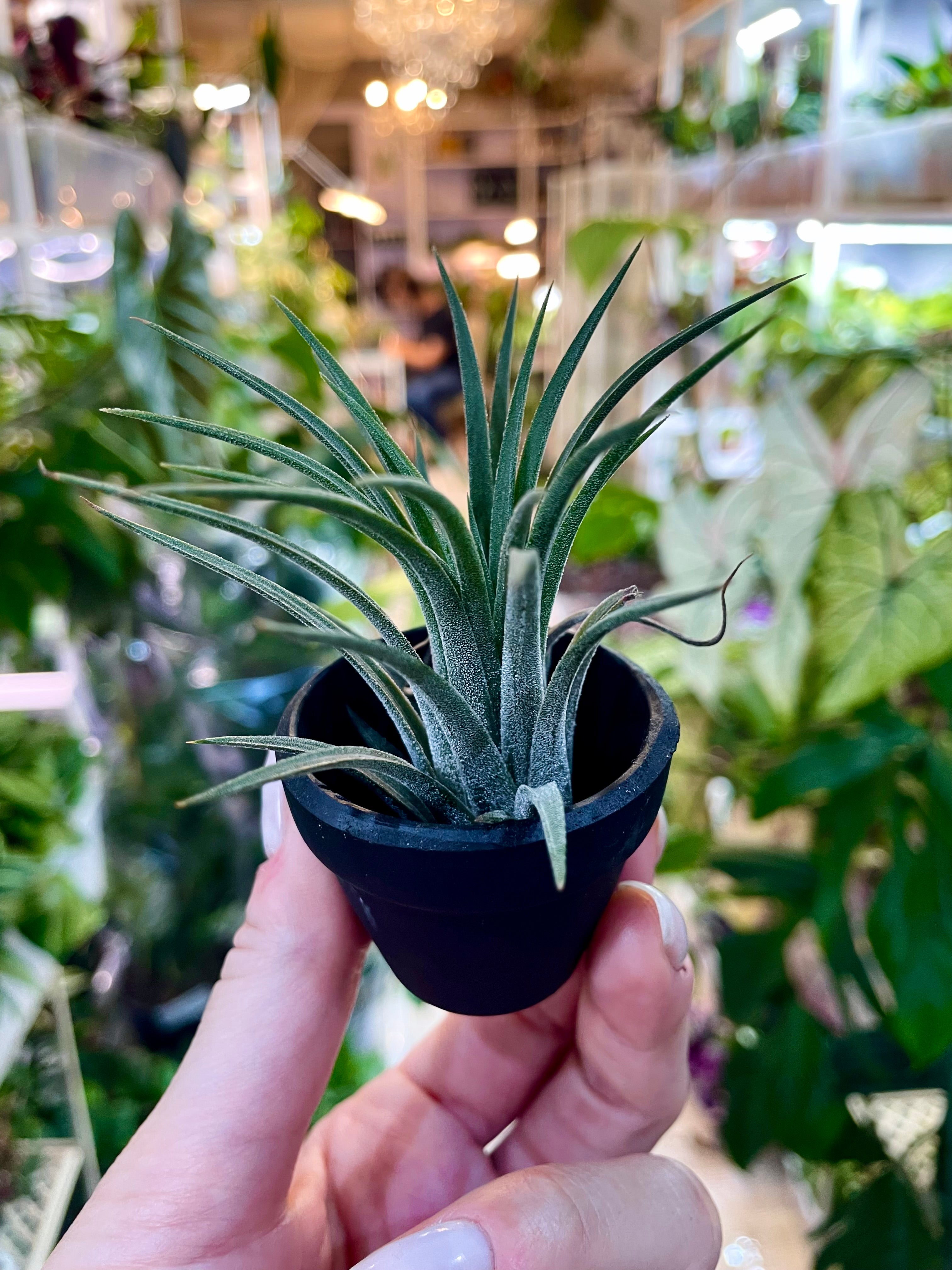 Tillandisia Terracotta black zracna biljka