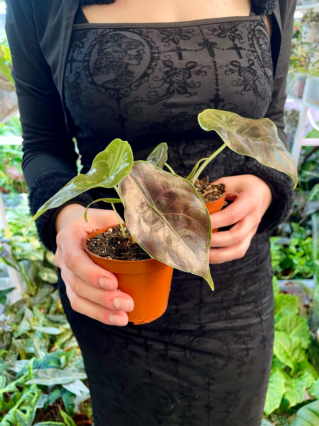Alocasia Azlanii fi8